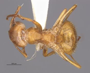 Media type: image;   Entomology 28189 Aspect: habitus dorsal view